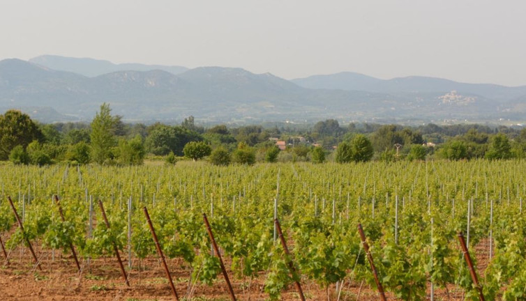 Toros Dağları'nda yetişiyor 40 bin dekarda 35 ton üretildi. 35 köyün geçimini sağlıyor hasadı başladı