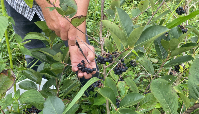 Fındığa alternatif dikti ilk hasadını yaptı. Bağışıklığı zımba gibi yapıyor kilosu 250 TL