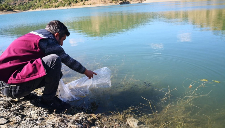 Çankırı'daki 26 gölete 562 bin yavru sazan balığı bırakıldı