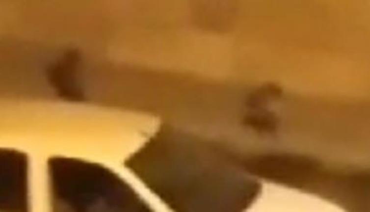 Açlık tilkilerin bile yolunu şaşırttı