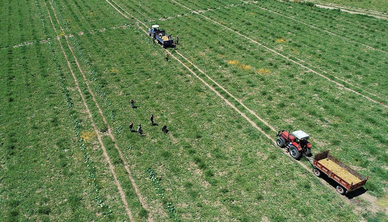 İlaç bile sıkılmıyor 5 ay bozulmuyor kilosu 12 liradan kapışılıyor. Koca köyün geçimi bu meyveden
