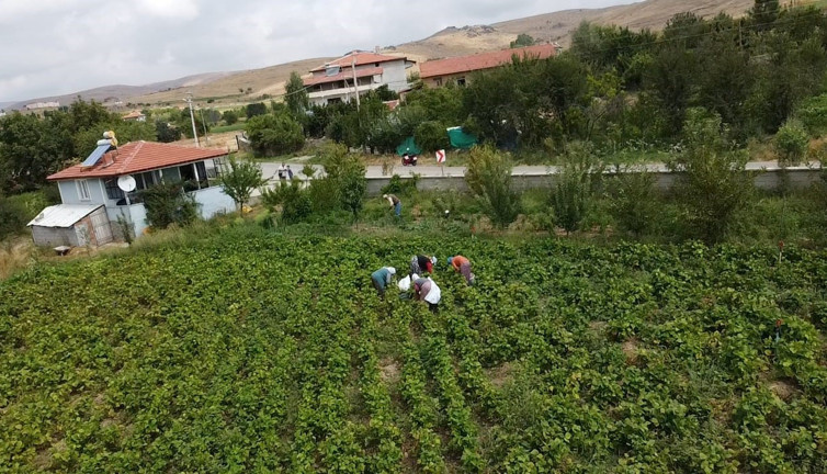 2 bin dekara ekildi çiftçinin yüzü güldü. Kilosu 30 TL'den satılıyor halk adeta kapışıyor