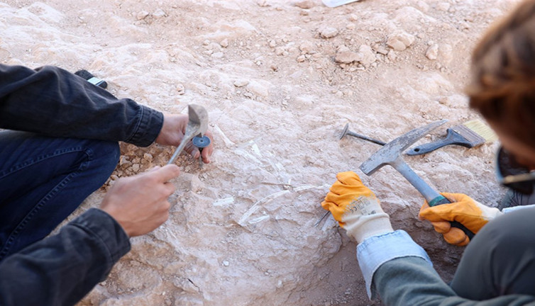 Kayseri’de zürafa sezonu yaşandı