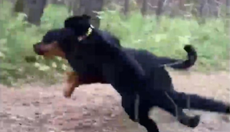 Çalıların arasında buldu köpek yavrusu diye besledi büyüyünce şaşkına döndü