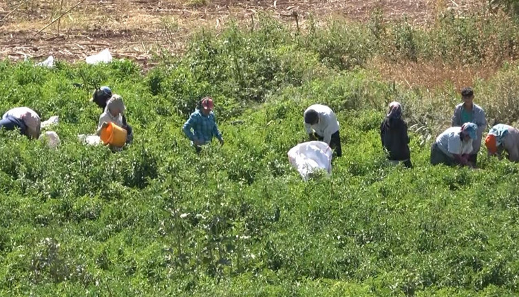 Çete bayramında ekiliyor çiftçi toplamaya yetişemiyor. Sofraların vazgeçilmezini çiftçi 15 dönüme ekti