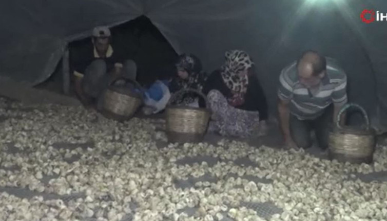 Dağlardan toplanıyor kilosu 140 TL'ye satılıyor. Altın meyvenin hasadı sürüyor