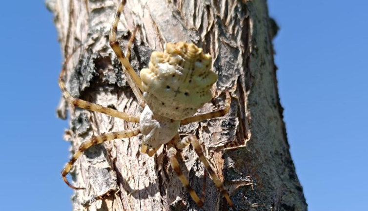 Dünyanın en zehirli örümceği Türkiye'de. Tek ısırığı insanı öldürüyor, zehri ölen insanı diriltiyor. Şaka değil gerçek