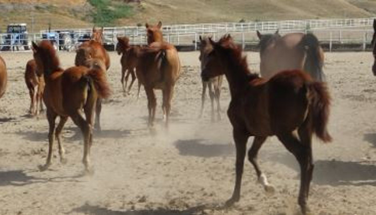 Yarış tayları 26 gün sonra açık artırmada