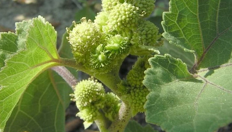 Kolan kanseri ve kalp damar hastalıklarına iyi gelen ot ortaya çıktı