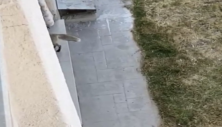 Şehir merkezine inen tilki eve girdi