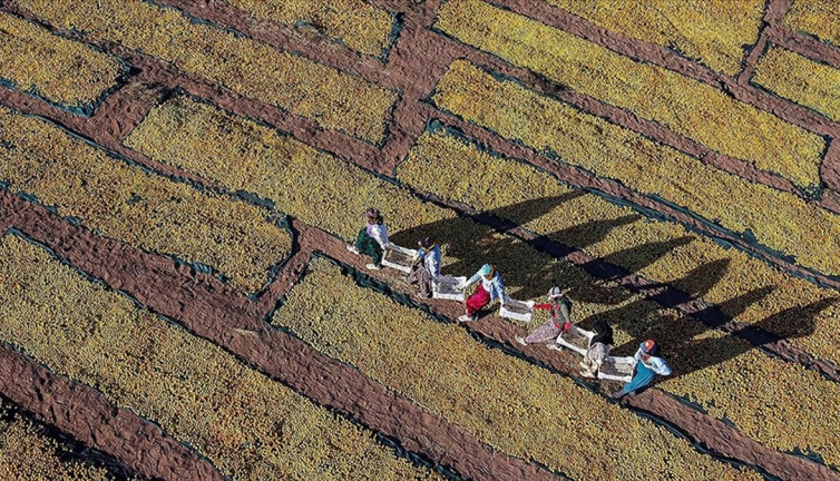 Afetzede kayısı üreticilerine 1 milyar liranın üzerinde hasar ödemesi