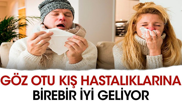 Kış hastalıklarına birebir iyi gelen mucize ot