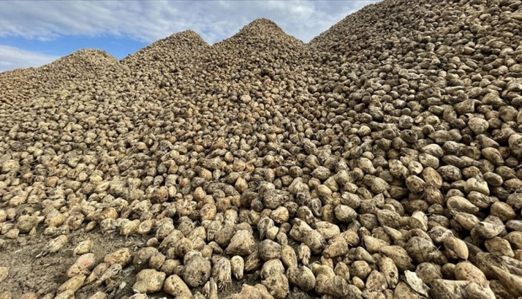 Pancar üreticisine avans ödemeleri bugün yapılıyor