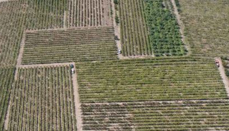 Tescilli meyvenin hasadı sürüyor kilosu 55 TL. Kansere kalkan oluyor