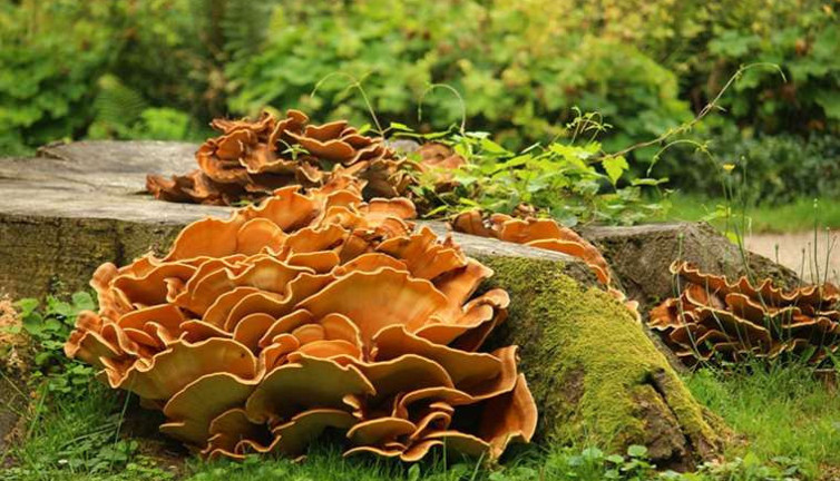 Bitki mantarı insanda çıktı. Dünya'da bir ilk