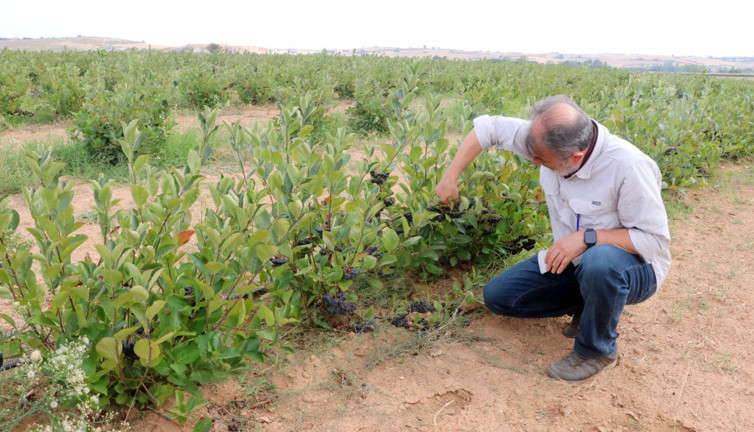 Süper meyve kolesterolü dengeliyor bağışıklığı çelik gibi yapıyor. C vitamini deposu