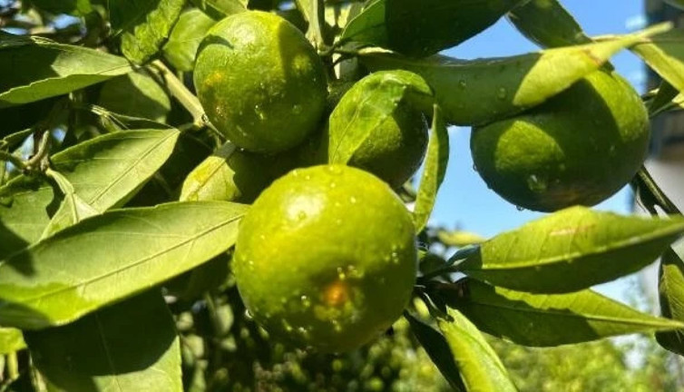 Erkenci mandalinanın hasadı başladı. 12 bin dekar alanda 60 bin ton yetişiyor