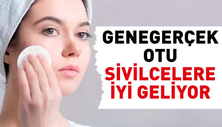 Sivilcelere iyi gelen mucize bitki