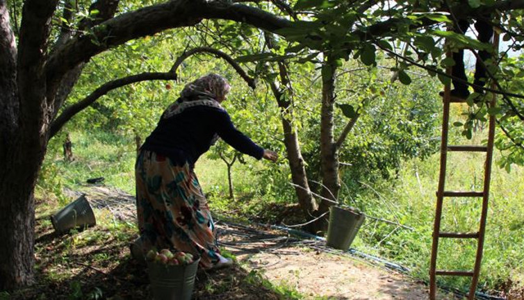 2 bin yıldır yetiştiriliyor dişçileri iflasa sürüklüyor. Kesilince çekirdeği yıldız şeklini alıyor