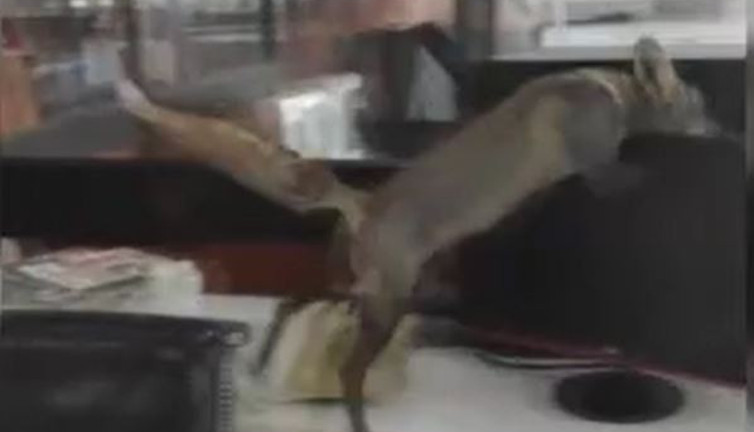 Tilki televizyon kanalının altını üstüne getirdi