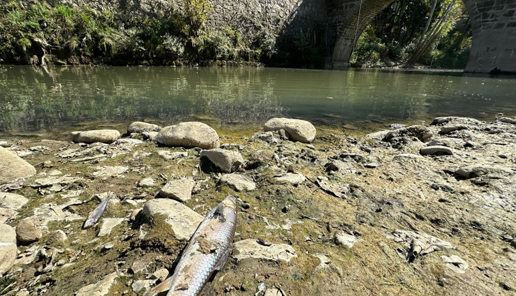 Bartın Irmağı'nda toplu balık ölümleri