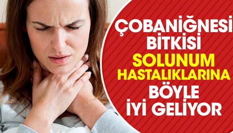 Solunum hastalıklarına iyi gelen mucize ot