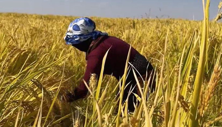 Volkanik arazide hasadı başladı biçerdöverler bile giremiyor. Köylü 450 dönümü orakla biçecekler