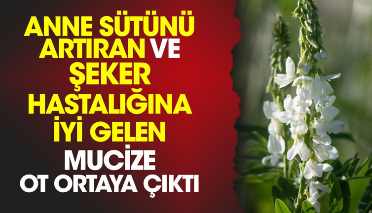 Anne sütünü artıran ve şeker hastalığına iyi gelen mucize ot ortaya çıktı