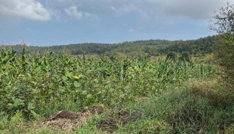 Mısır tarlasında domuz yerine vurdu. Ağıtlar yükseldi