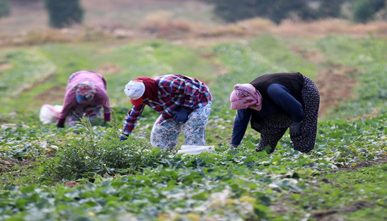Köylü sevinçten delirdi kazancını 4'e katladı. Tütünleri söküp yerine o bitkileri diktiler