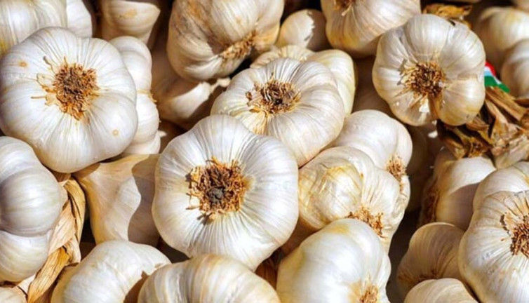 Antibiyotik yerine neden sarımsak