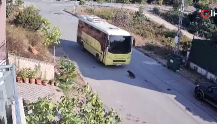 Cani şoför korna çala çala yolda yatan köpeği ezdi