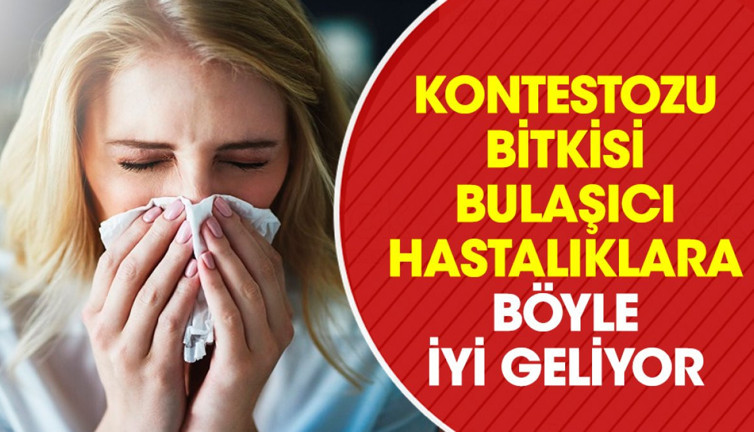 Bulaşıcı hastalıklara iyi gelen ot hastalıklara savaş açıyor
