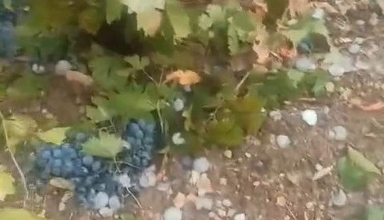 Dolu yağışı üzüm bağlarını vurdu