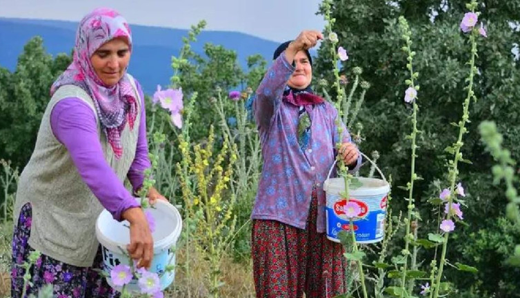 Kendiliğinden çıkıyor kilosu 90 TL'ye satılıyor. Antibiyotikleri çöpe attırıyor stresi bitiriyor