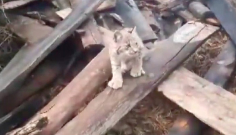 Vaşak yavrusu tatlılığıyla köylülerin kalbini fethetti