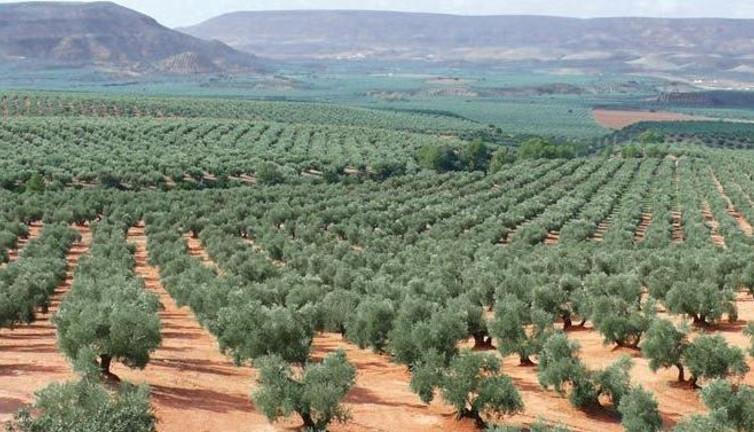 Tanesi 70 sıvısı 190 TL'den satılıyor. Türkiye'nin sebze ve meyve şehrinde köylü para basacak