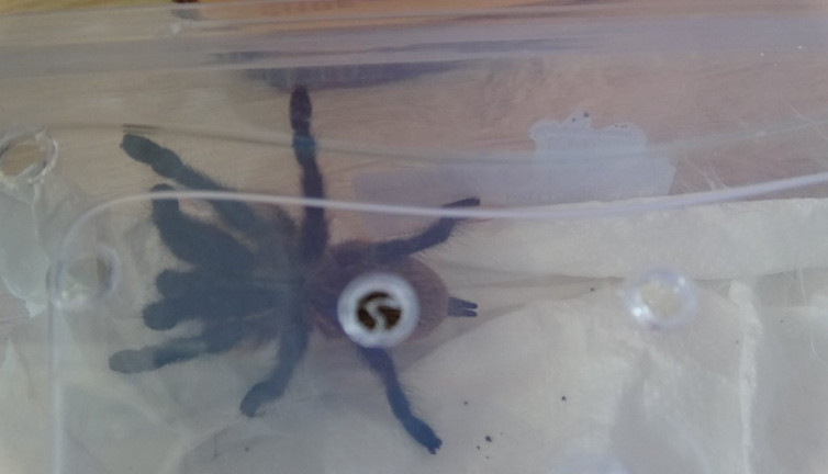 Mısır’dan getirdi: Aksaray’da mısır yılanı ve tarantulayı satmak isterken yakalandı