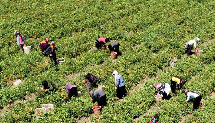 Kansere kalkan oluyor tarlada 12 markette 37 TL'ye satılıyor. 70 günde olgunlaştı hasadına bugün başlandı