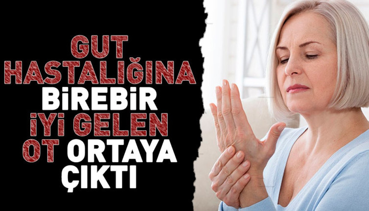 Gut hastalığına birebir iyi gelen ot ortaya çıktı