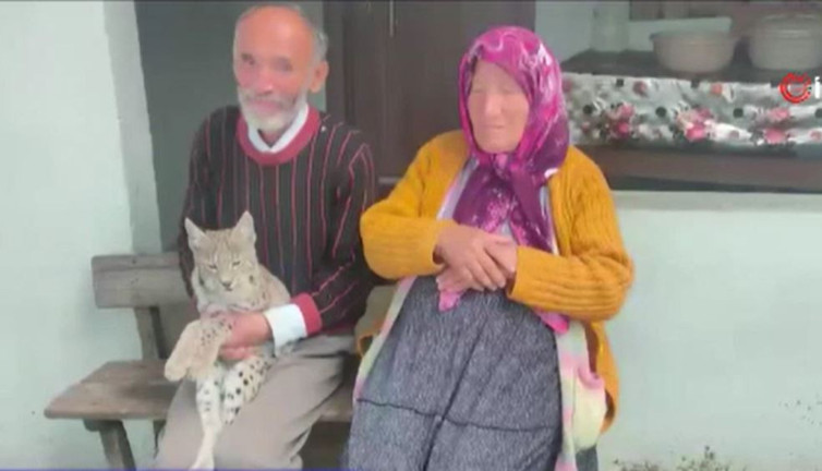 Ormandan kaçtı vatandaşın peşine takıldı. Kedi gibi bakıldı