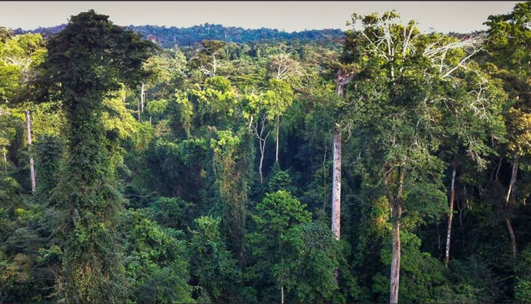 Ormanda ‘möö’ sesini duyanlar şok geçirdi! Köylüler inek sandı göz göze gelince kaçacak delik aradı