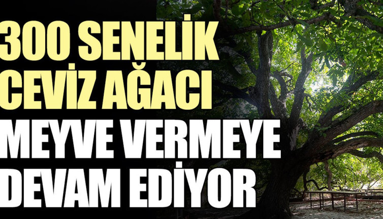 300 senelik ceviz ağacı meyve vermeye devam ediyor