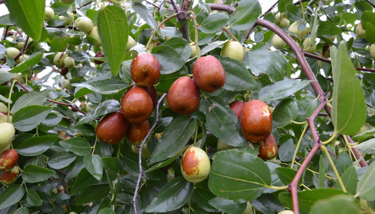 Bu meyve tüm hastalıkların ilacı. Yiyenin doktora gitmesine gerek yok