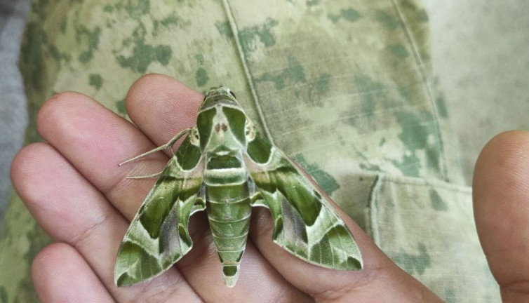 Güzelliği mest ediyor dokunanı anında zehirliyor. Kamuflaj uzmanı Türkiye'yi işgal etti