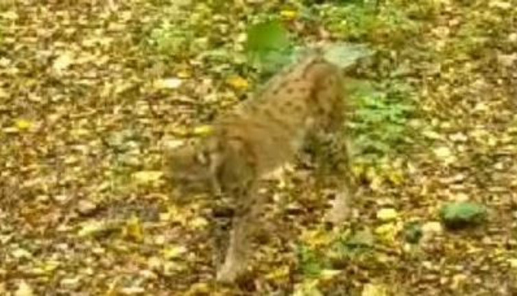 Ormanın hayaleti fotokapanda