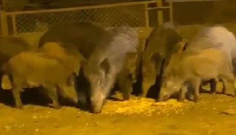 İstanbul'un göbeğini domuz sürüsü bastı