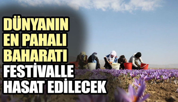 Dünyanın en pahalı baharatı festivalle hasat edilecek
