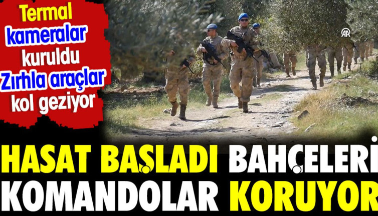 Hasat başladı bahçeleri komandolar koruyor. Termal kameralar kuruldu zırhlı araçlar kol geziyor