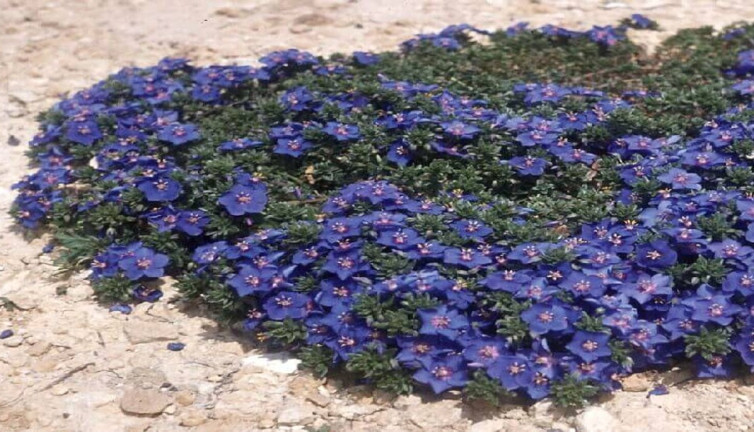 Yılan ısırması ve zehirlenmelere birebir iyi gelen şifa deposu ot ortaya çıktı